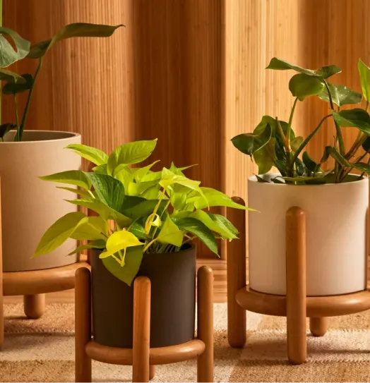 Rooted house plants 